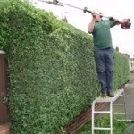 http://hedgecuttingcork.ie/