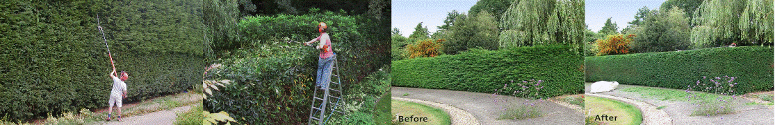 Hedge cutting service